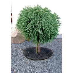 GARDEN LIFE GRÆSKANT Ø30XH7 CM